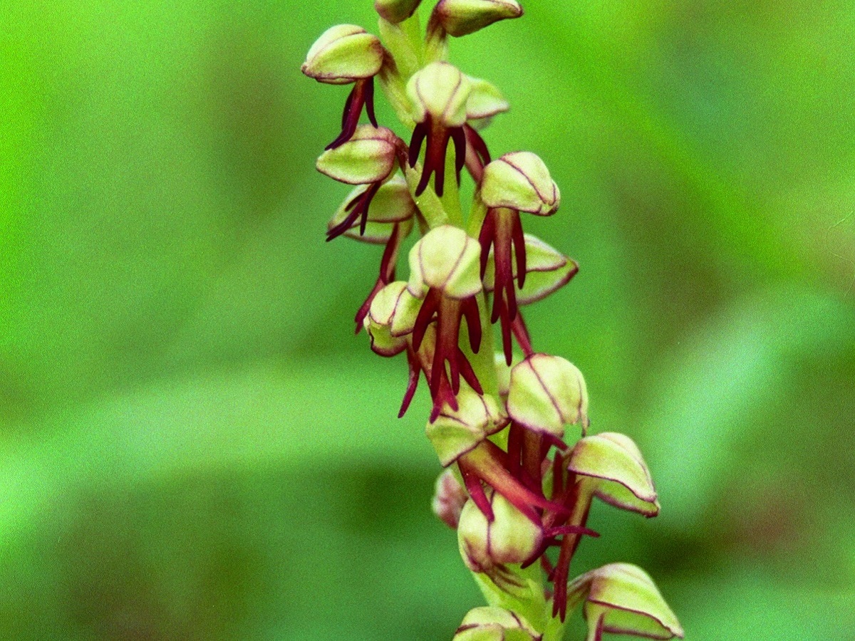 Orchis anthropophora (Orchidaceae)